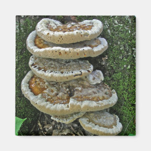 Shelf Fungi on Stump Magnet