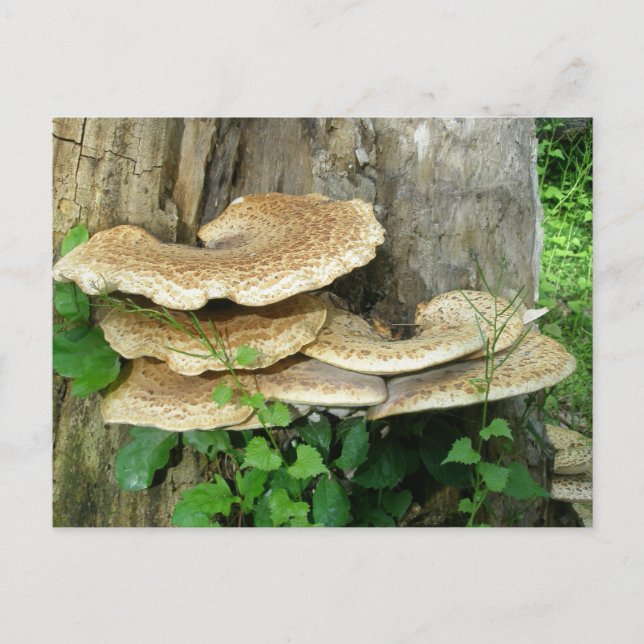 Shelf Fungus on Stump Postcard (Front)