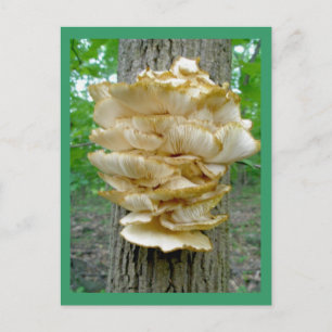 Shelf Fungus on Tree Postcard