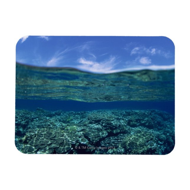 Shelf of coral magnet (Horizontal)