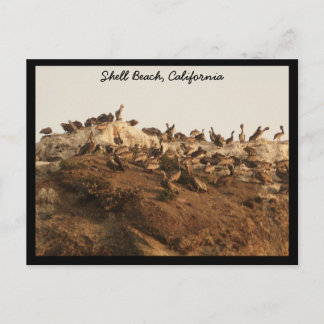 Shell Beach, California Postcard