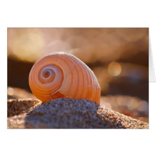 Shell Bokeh Greece