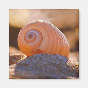 Shell Bokeh  Greece Magnet
