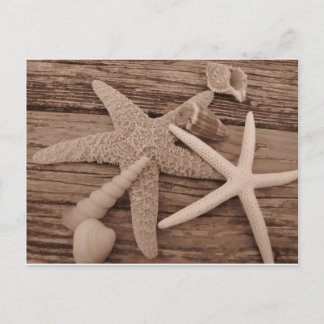 Shell Collection Postcard