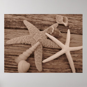 Shell Collection Poster