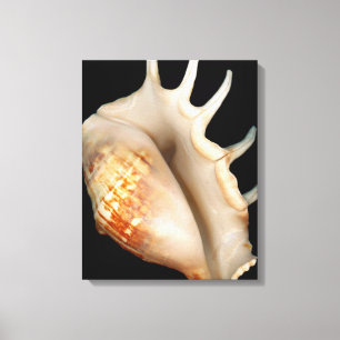 Shell - Conchology - Conch Canvas Print