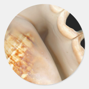 Shell - Conchology - Conch Classic Round Sticker