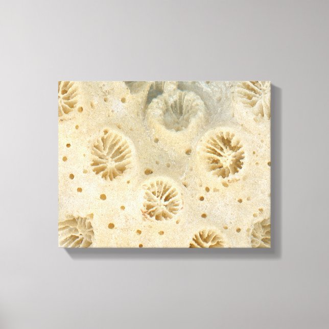Shell - Conchology - Coral Canvas Print (Front)