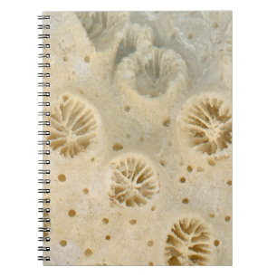 Shell - Conchology - Coral Notebook