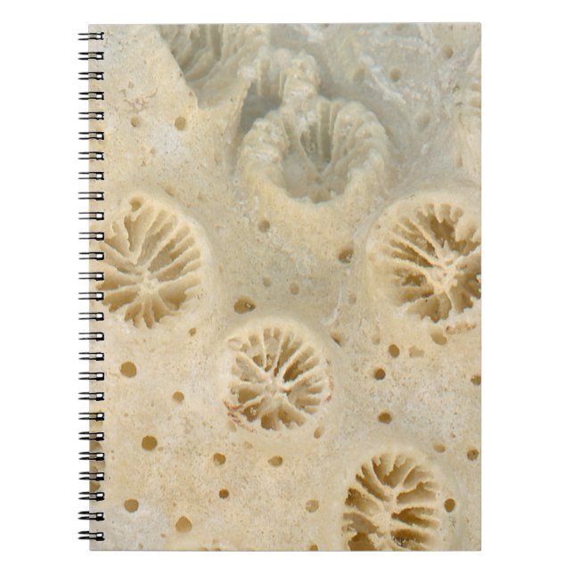 Shell - Conchology - Coral Notebook (Front)