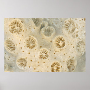 Shell - Conchology - Coral Poster