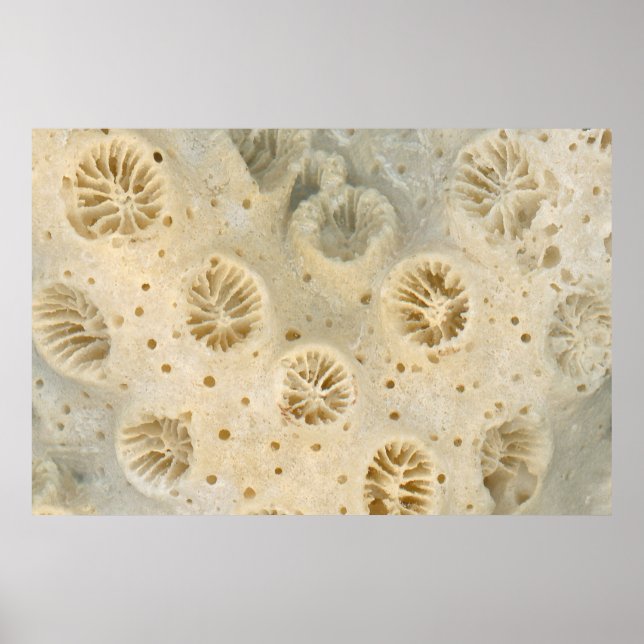 Shell - Conchology - Coral Poster (Front)