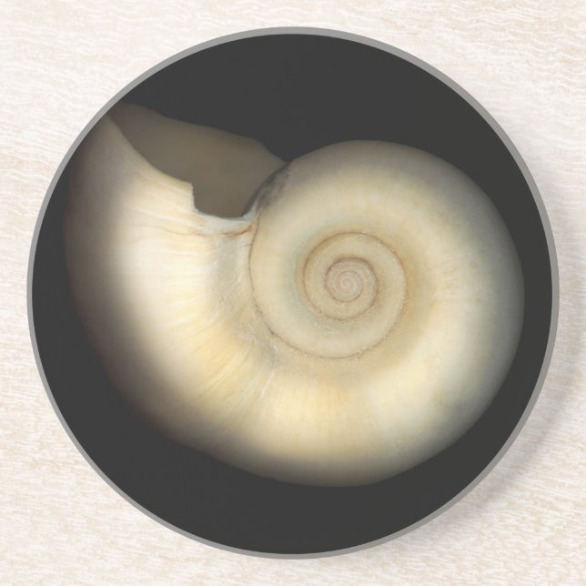 Shell - Conchology - Nautilus Coaster (Front)