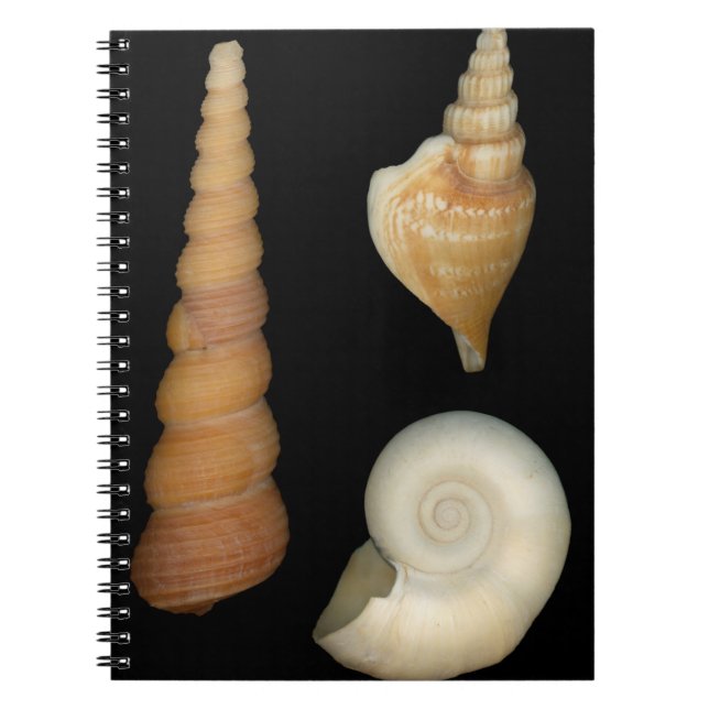 Shell - Conchology - Shells Notebook (Front)