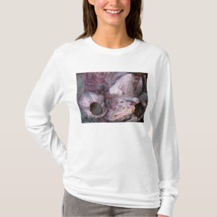 Shell - Conchology - Volcano Island T-Shirt