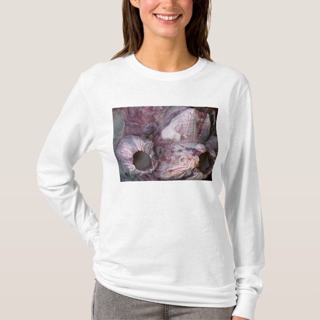 Shell - Conchology - Volcano Island T-Shirt (Front)