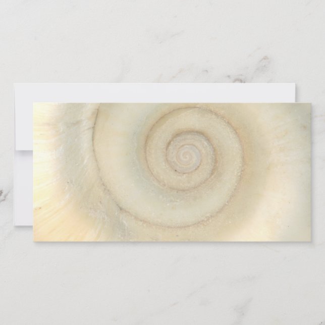 Shell - Conchology - White Spiral (Front)