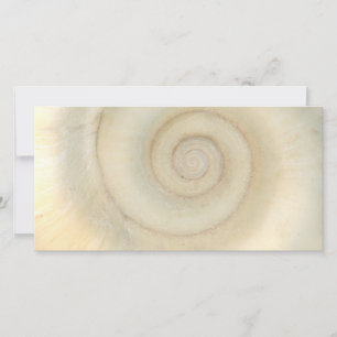 Shell - Conchology - White Spiral