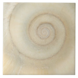 Shell - Conchology - White Spiral Tile
