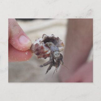 Shell Crab Postcard