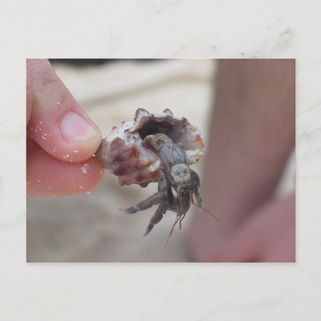 Shell Crab Postcard (Front)