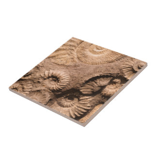 Shell Fossils Tile