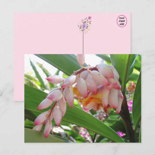 Shell Ginger Flowers Floral Postcard (Front/Back)