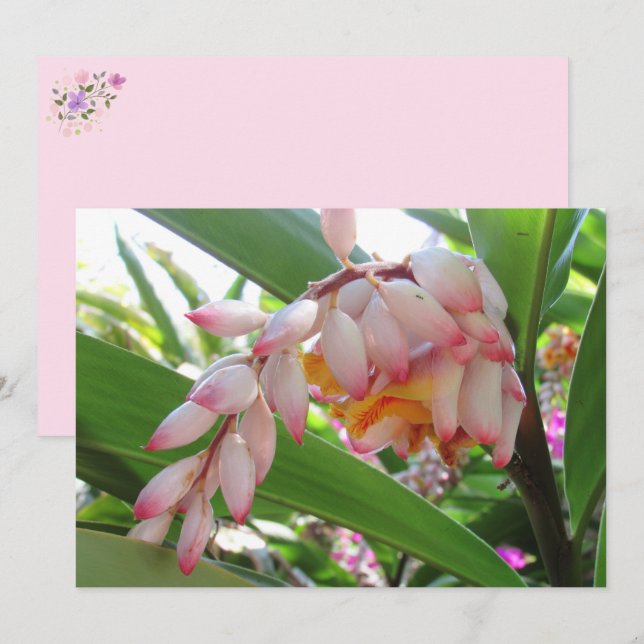 Shell Ginger Flowers Floral Postcard (Front/Back)