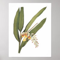 shell ginger(Globba nutans) by Redouté