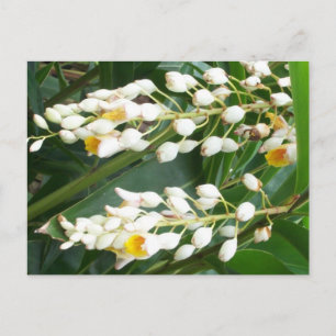 Shell Ginger Postcard