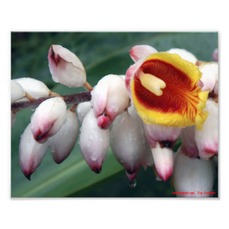 Shell Gingers Photo Print