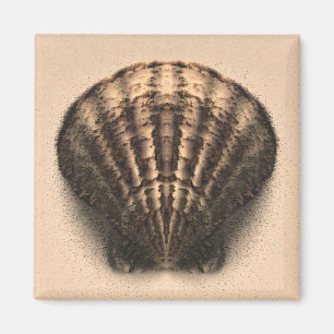 Shell Magnet