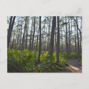 Shell Mound Park Trail, Dauphin Island, AL Postcard