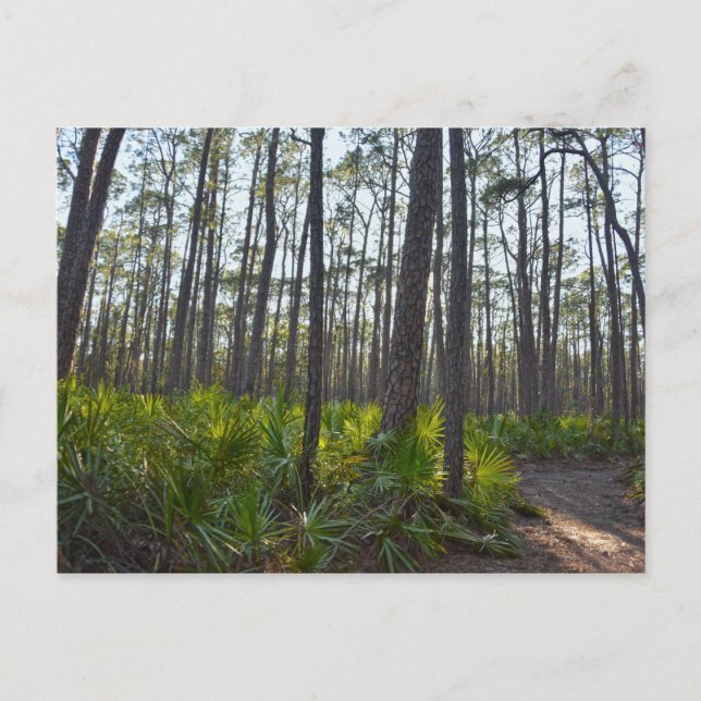 Shell Mound Park Trail, Dauphin Island, AL Postcard (Front)