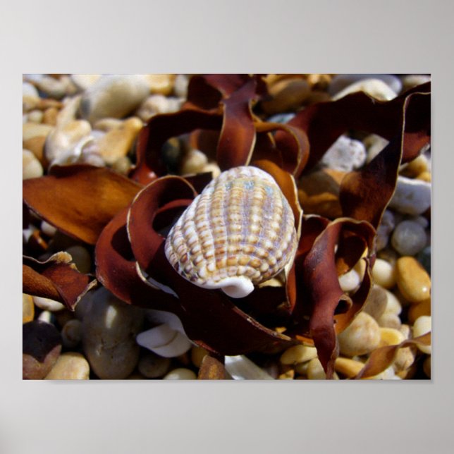 Shell On A Bed Of Seaweed Poster (Front)