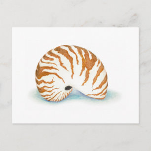 Shell Postcard