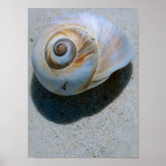 shell poster