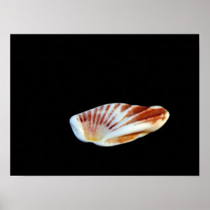 Shell Poster