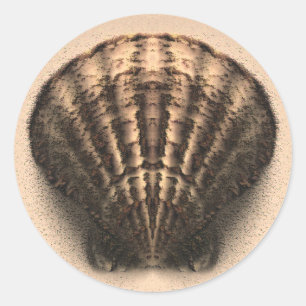 Shell Stickers