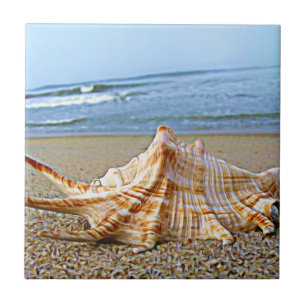 Shell tile