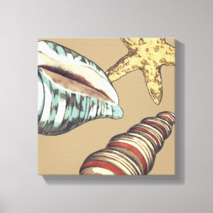 Shell Trio on Khaki Canvas Print