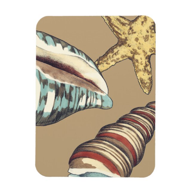 Shell Trio on Khaki Magnet (Vertical)