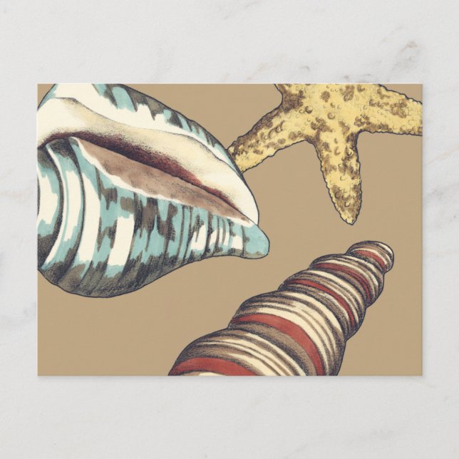 Shell Trio on Khaki Postcard (Front)