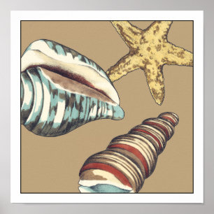 Shell Trio on Khaki Poster