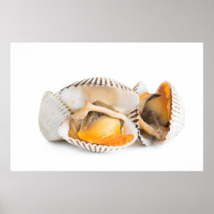 Shellfish Poster