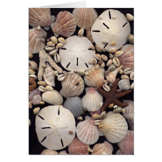 Shells