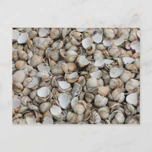 Shells background postcard
