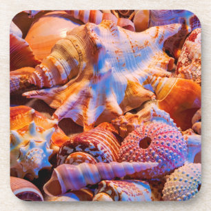Shells Coaster