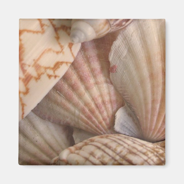 Shells Magnet (Front)