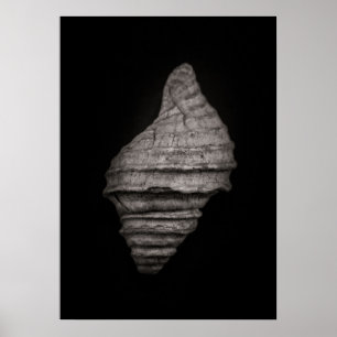 Shells No 10 Poster